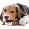 Adorable Beagle Sniffs Out Contraband Eats At JFK
